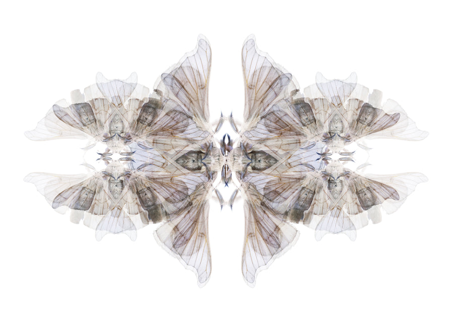 Blue Moth Pattern | Paper and Flower | Floral Art Print