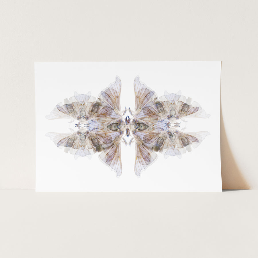 Silk Moth Pattern Fine Art Print