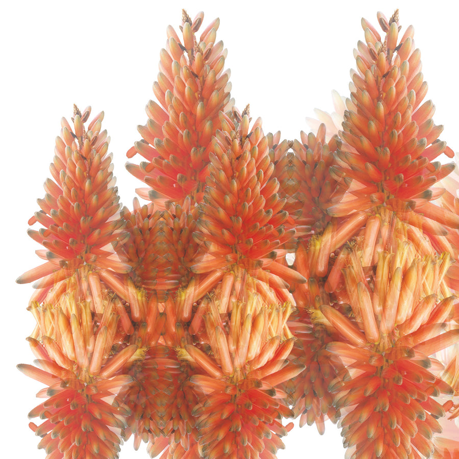 Orange Cactus Pattern Art Print | Paper and Flower | Floral Art Print