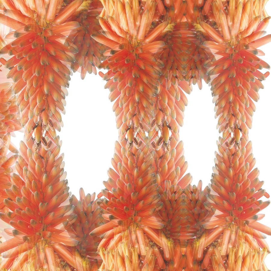 Orange Cactus Pattern Art Print | Paper and Flower | Floral Art Print