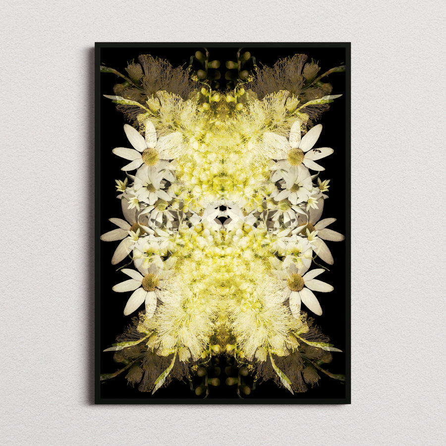 Yellow Grevillea on Black Fine Art Print