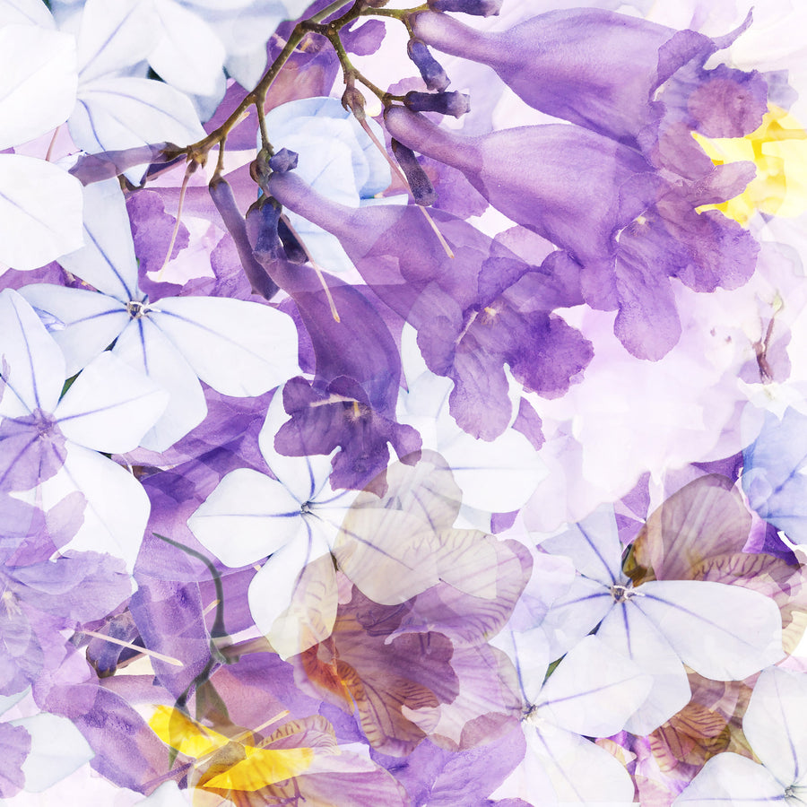 Jacaranda Garden Greeting Card Detail | Paper and Flower Art Prints