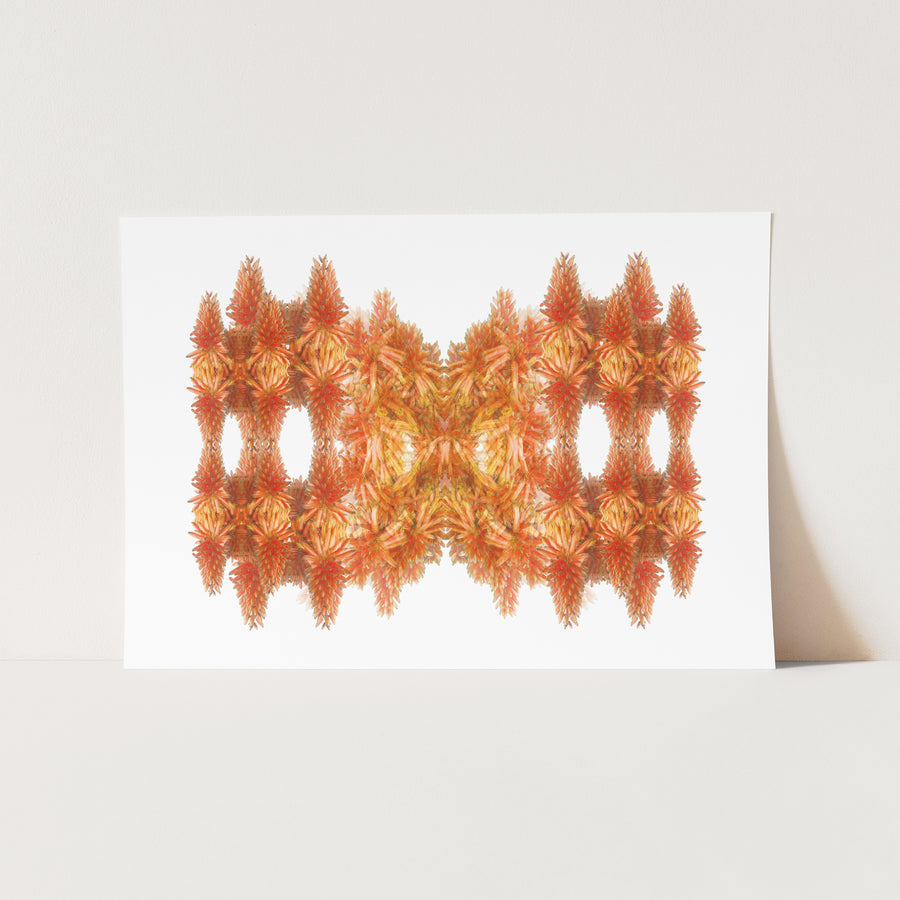 Orange Cactus Flower Fine Art Print