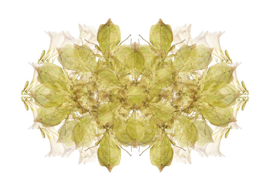 Green Insect Pattern Fine Art Print