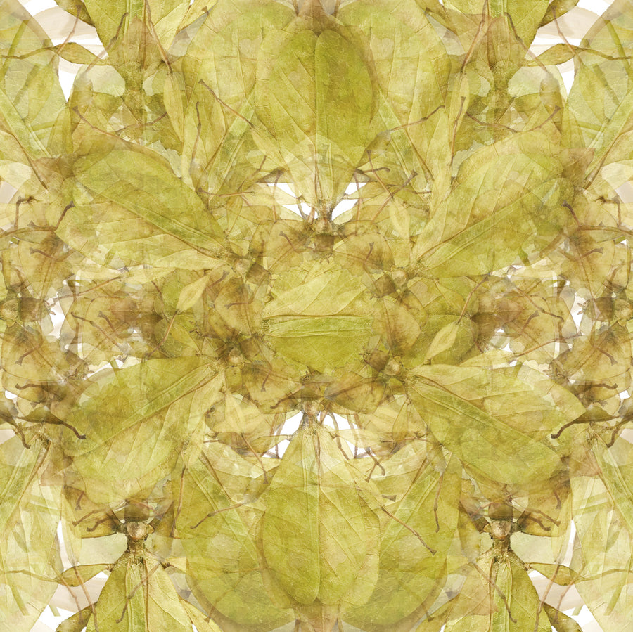 Green Insect Pattern Fine Art Print