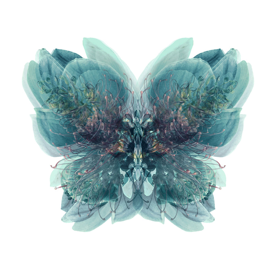 Blue Butterfly | Paper and Flower | Floral Art Print