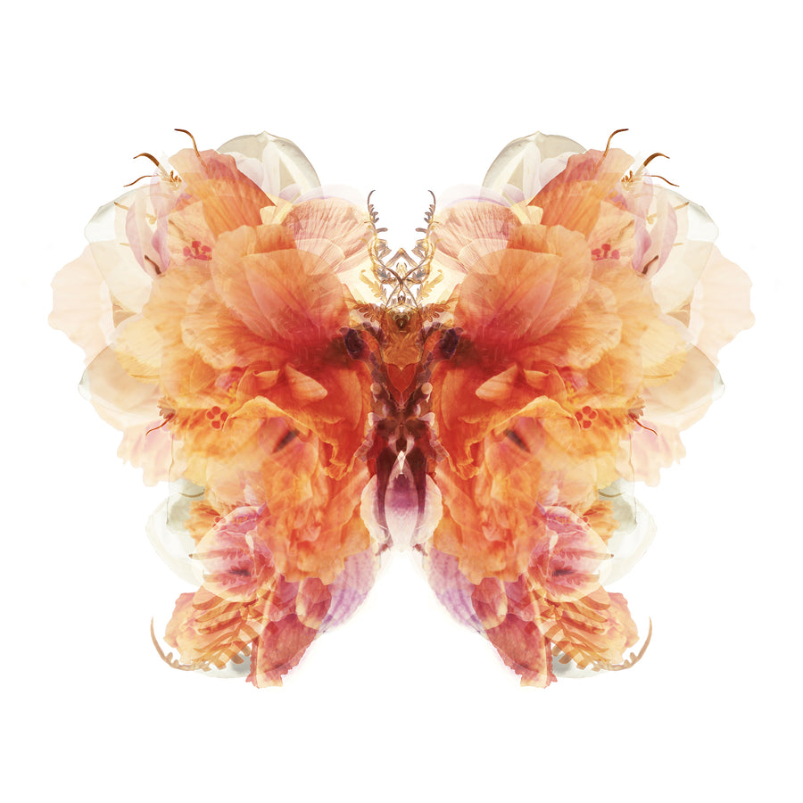 Burnt Orange Floral Butterfly | Paper and Flower | Art Print
