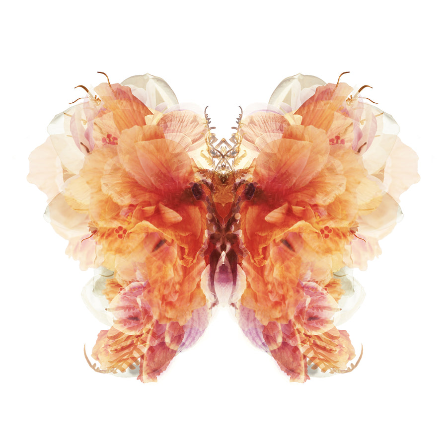 Burnt Orange Floral Butterfly | Paper and Flower | Art Print