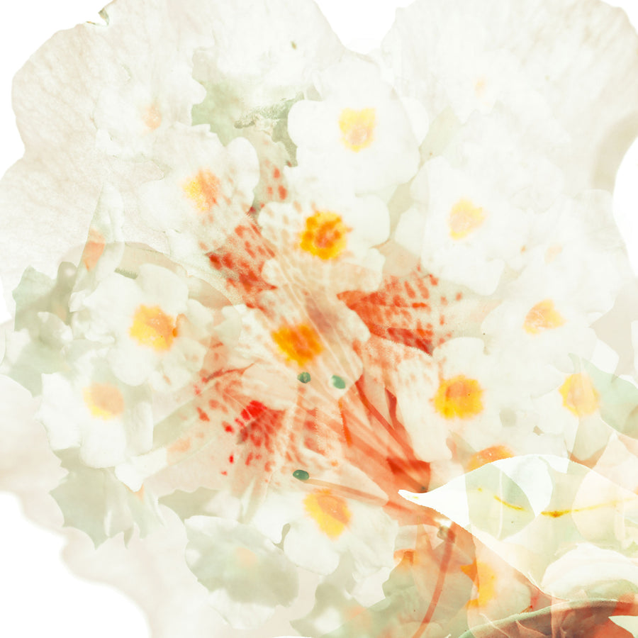 White Apricot Floral Butterfly | Paper and Flower | Art Print