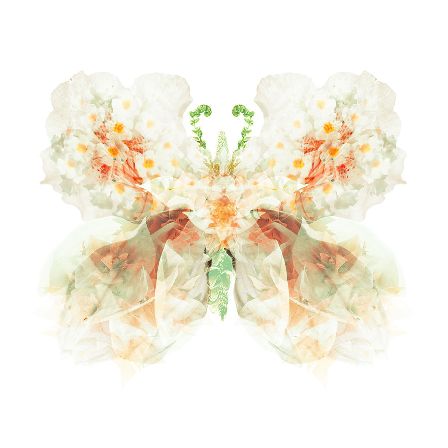 White Apricot Floral Butterfly | Paper and Flower | Art Print