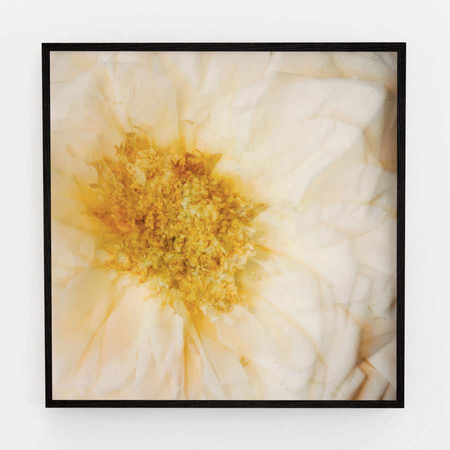 White Rose Flower Heart | Paper and Flower | Floral Art Print