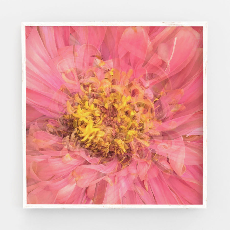 Pink Daisy Heart | Paper and Flower | Floral Art Print