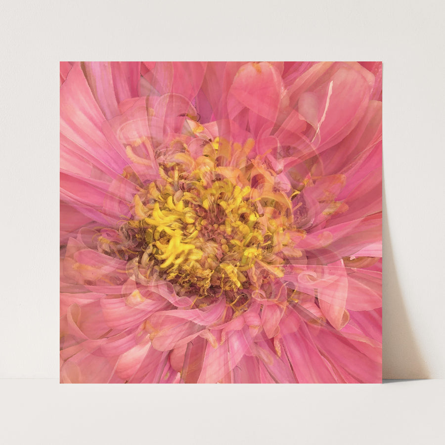 Pink Daisy Heart | Paper and Flower | Floral Art Print