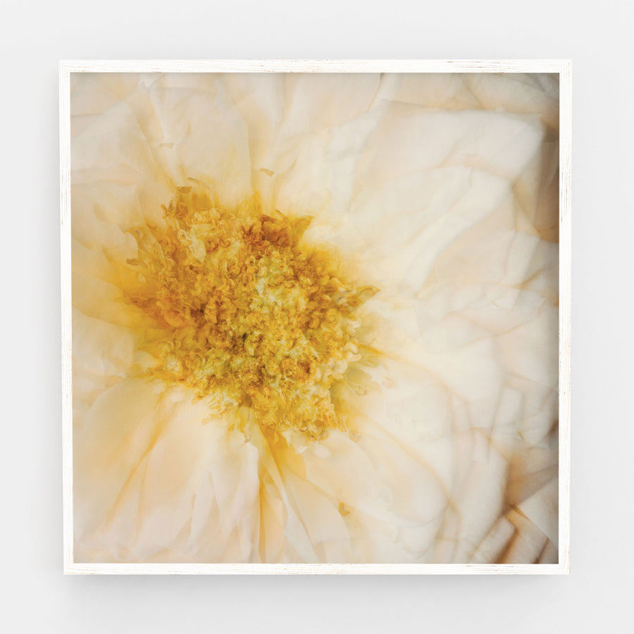 White Rose Flower Heart | Paper and Flower | Floral Art Print