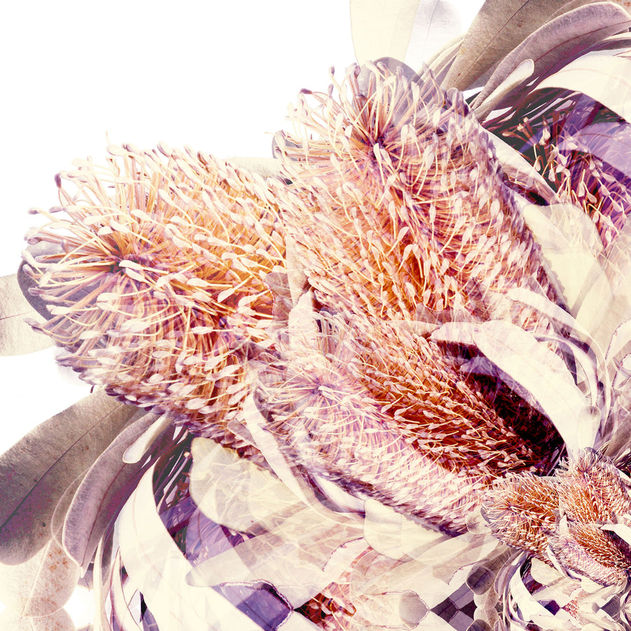 Banksia Flower Mandala Pattern | Paper and Flower | Floral Art Print