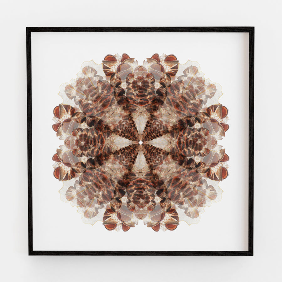 Banksia Pod Mandala Fine Art Print