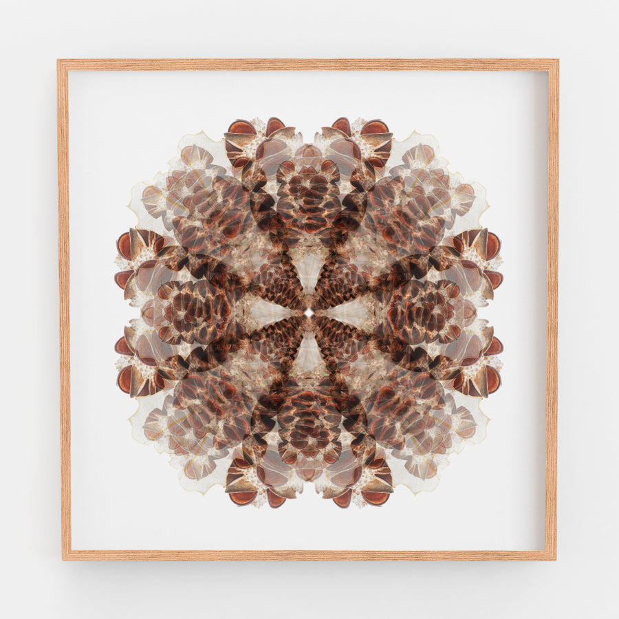 Banksia Pod Mandala Fine Art Print