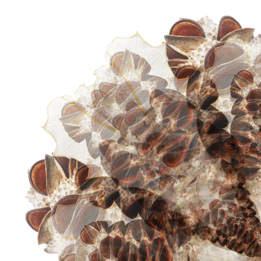 Brown Banksia Seed Pod | Paper and Flower | Floral Art Print