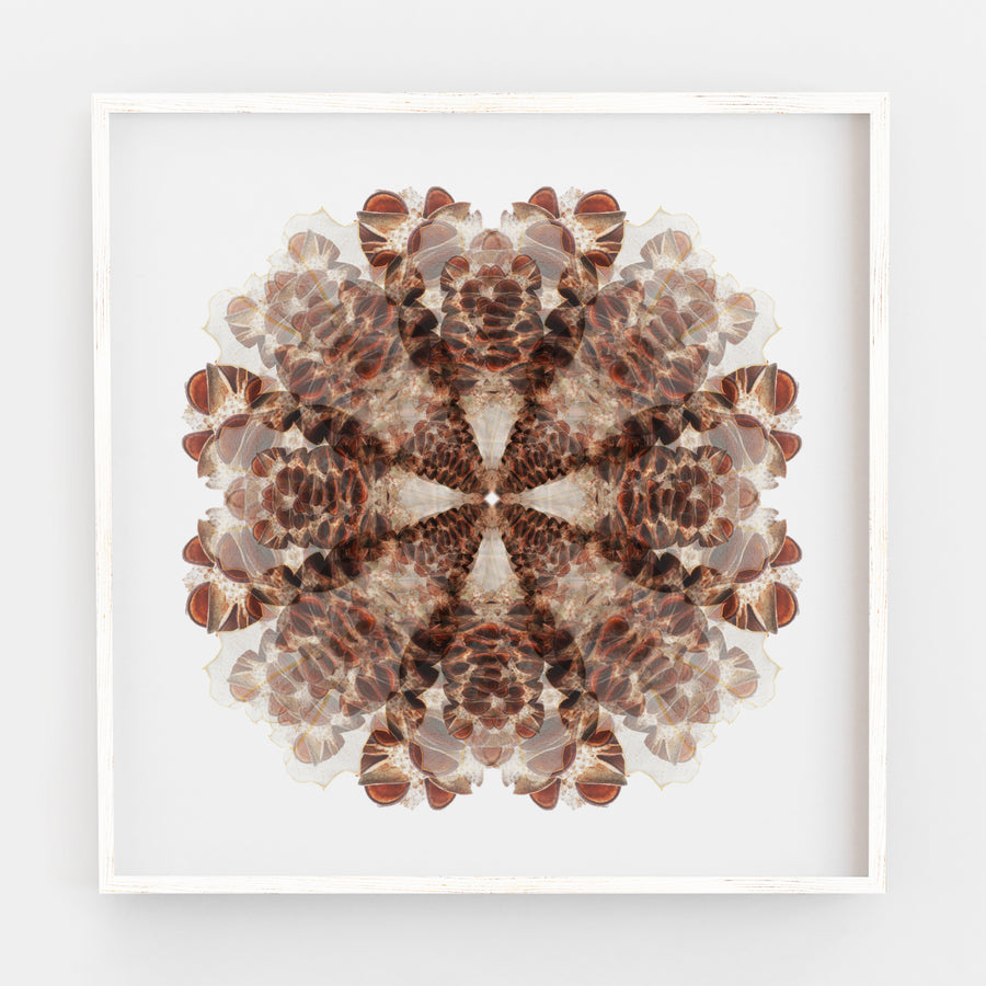 Banksia Pod Mandala Fine Art Print