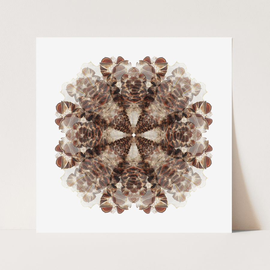 Brown Banksia Seed Pod | Paper and Flower | Floral Art Print