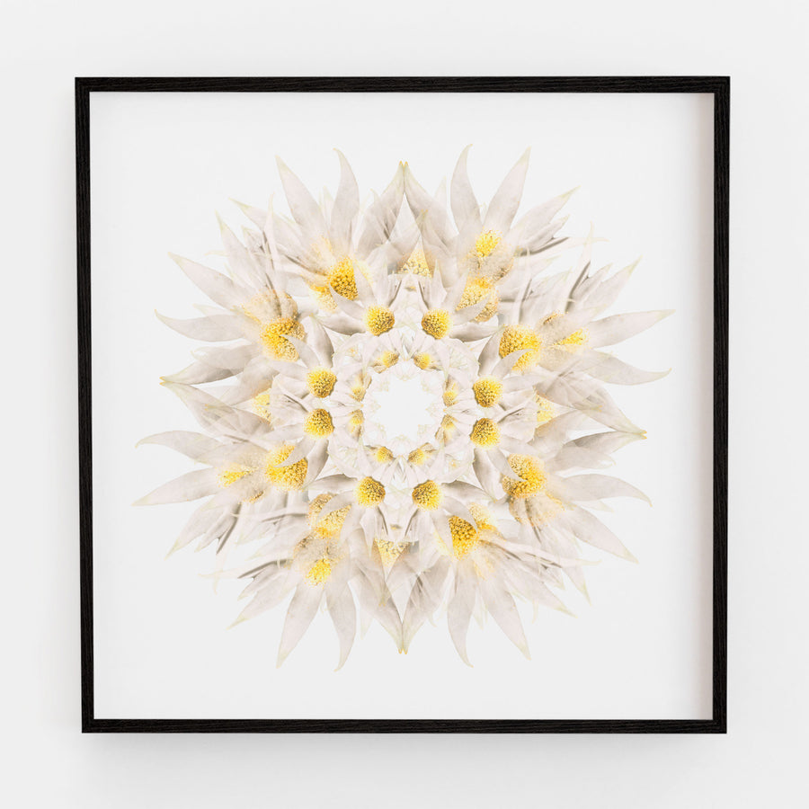 White Flannel Flower | Paper and Flower | Floral Art Print