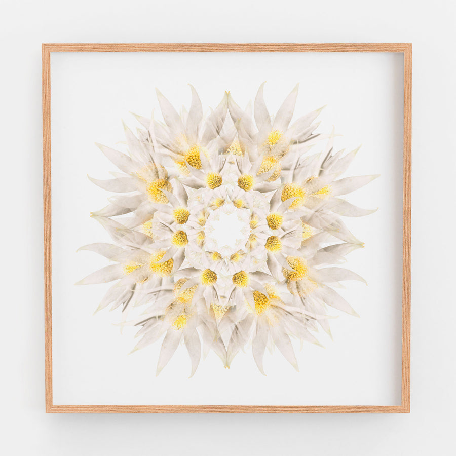 White Flannel Flower | Paper and Flower | Floral Art Print