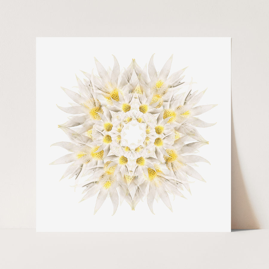 White Flannel Flower | Paper and Flower | Floral Art Print