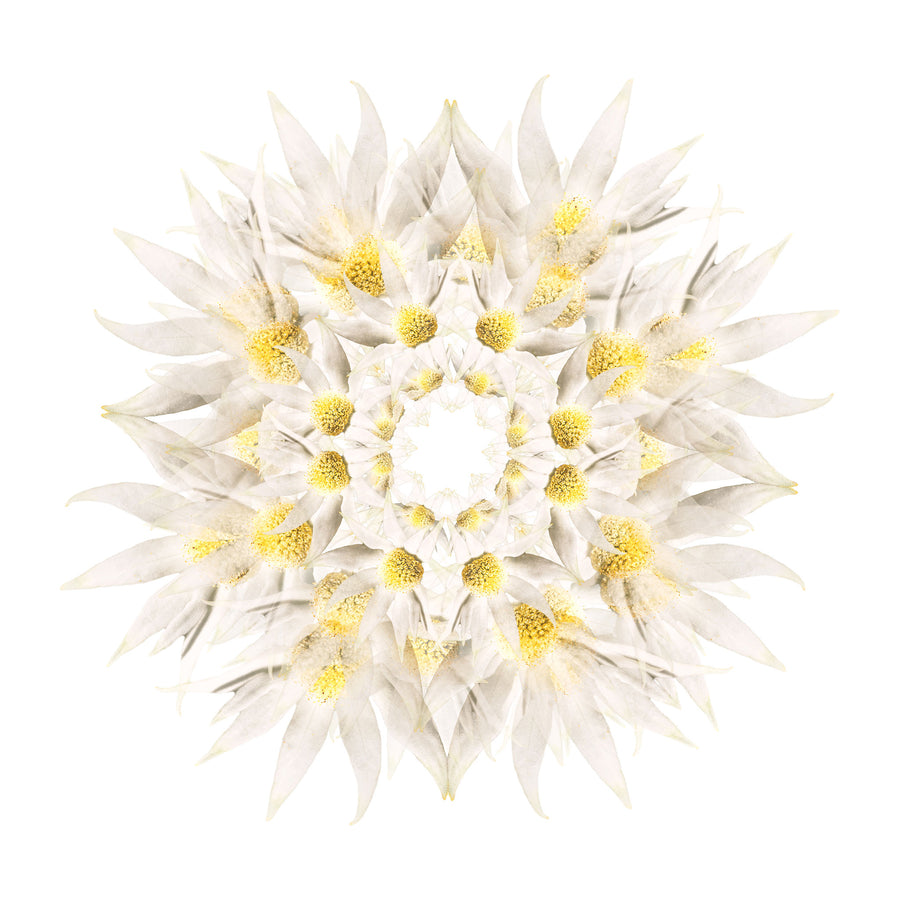 White Flannel Flower | Paper and Flower | Floral Art Print