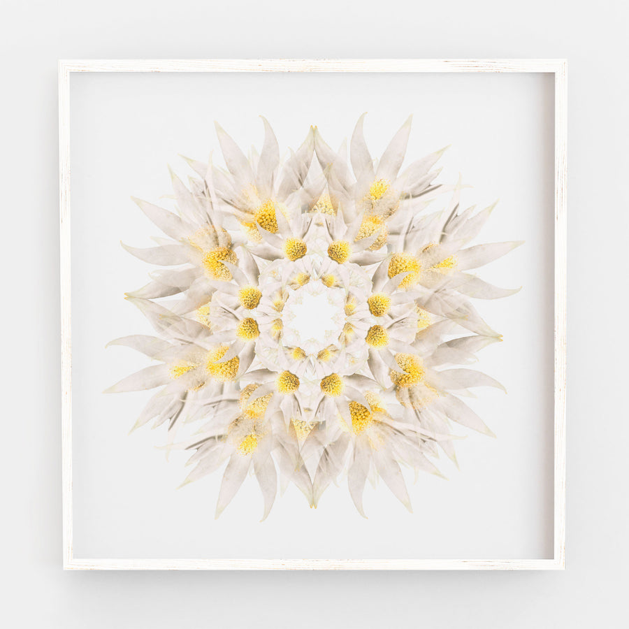 White Flannel Flower | Paper and Flower | Floral Art Print
