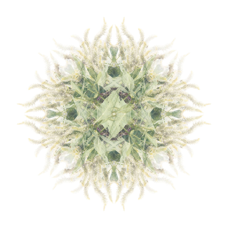 Green and White Vine Pattern | Paper and Flower | Floral Art Print