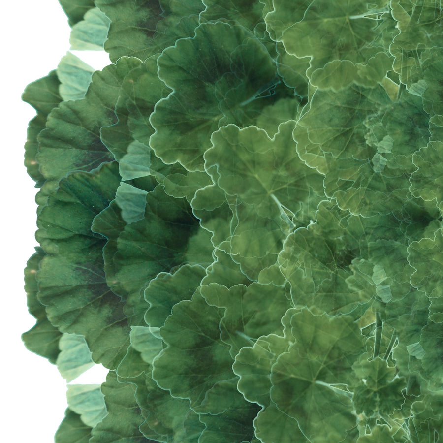 Green Geranium Mandala Pattern | Paper and Flower 