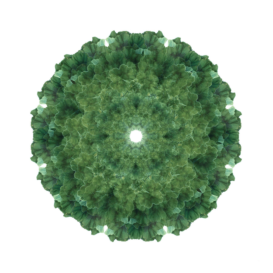 Green Geranium Mandala Pattern | Paper and Flower | Floral Art Print