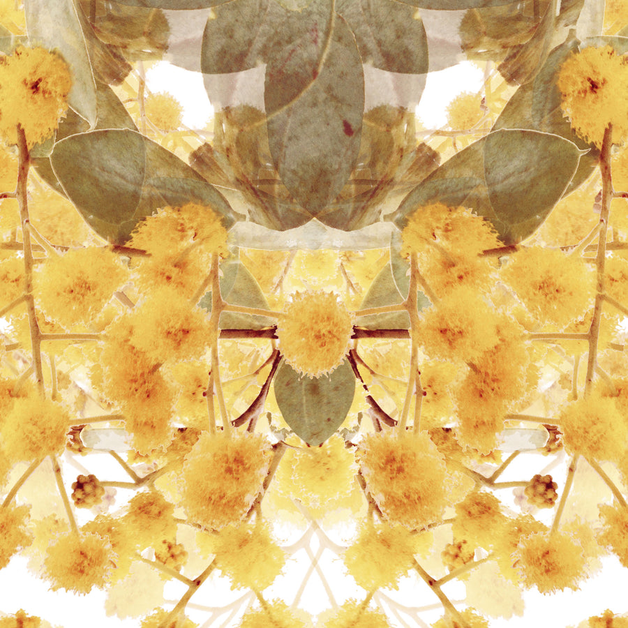 Wattle Flower Pattern | Paper and Flower | Floral Art Print