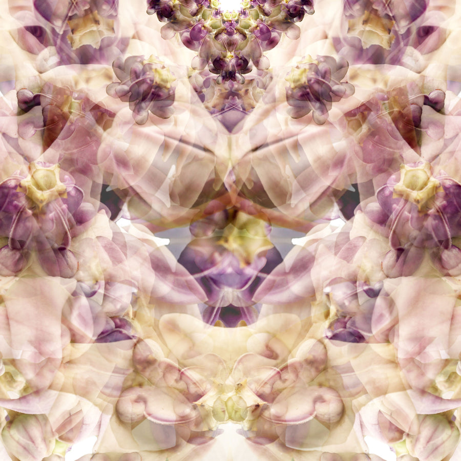 Lilac Wax Flower Mandala Pattern | Paper and Flower | Floral Art Print
