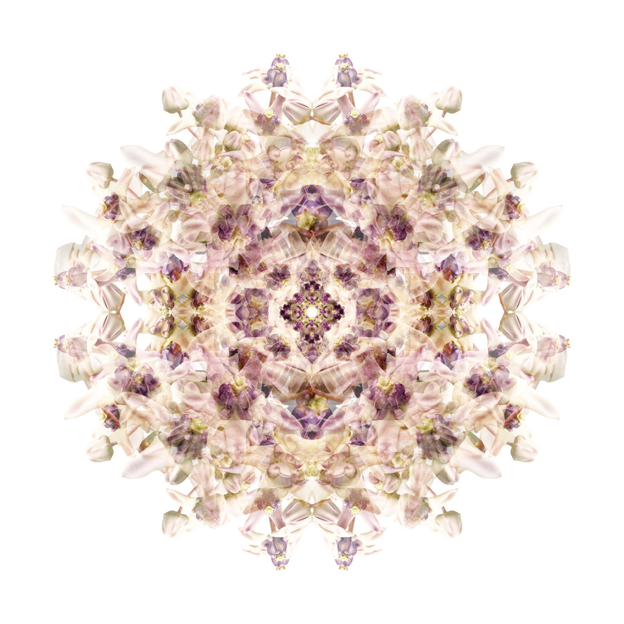 Lilac Wax Flower Mandala Pattern | Paper and Flower | Floral Art Print