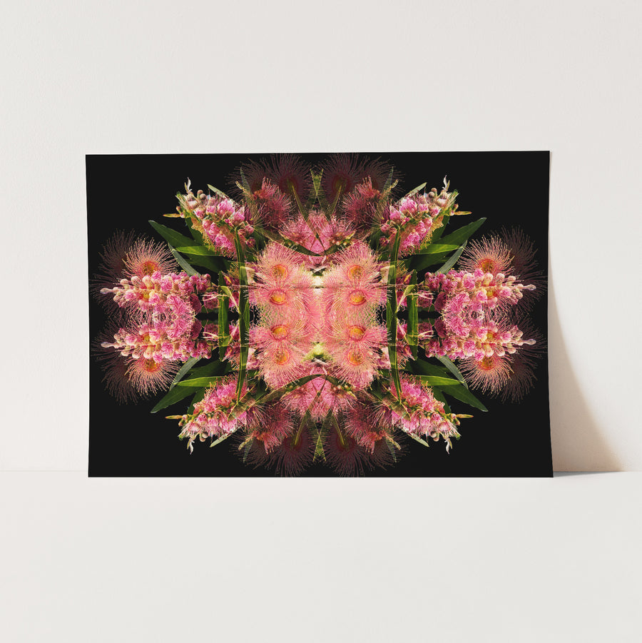 Pink Blossom on Black Fine Art Print