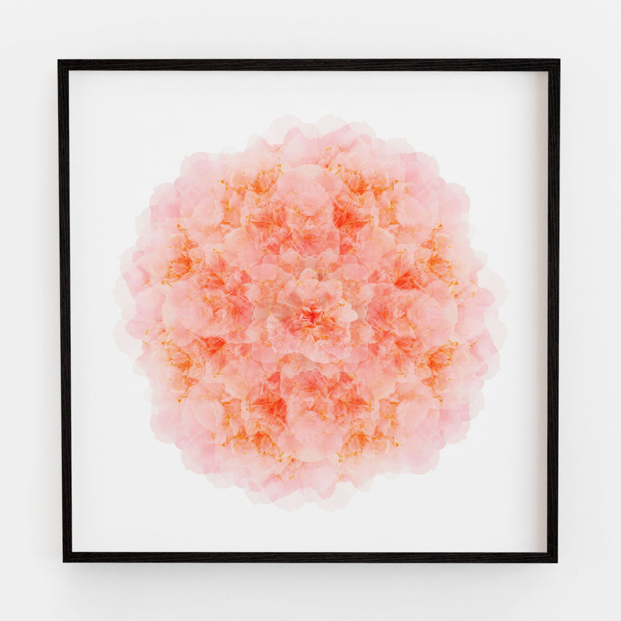 Pink Camellia Flower Mandala Pattern | Paper and Flower | Art Print