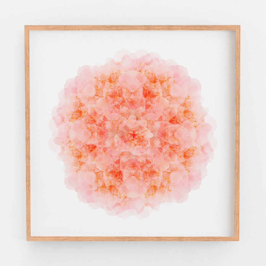 Pink Camellia Flower Mandala Pattern | Paper and Flower | Art Print