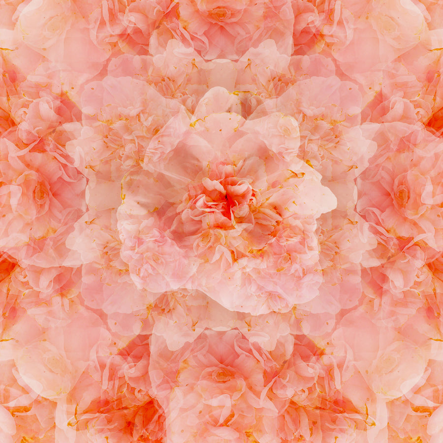 Pink Camellia Flower Mandala Pattern | Paper and Flower | Art Print