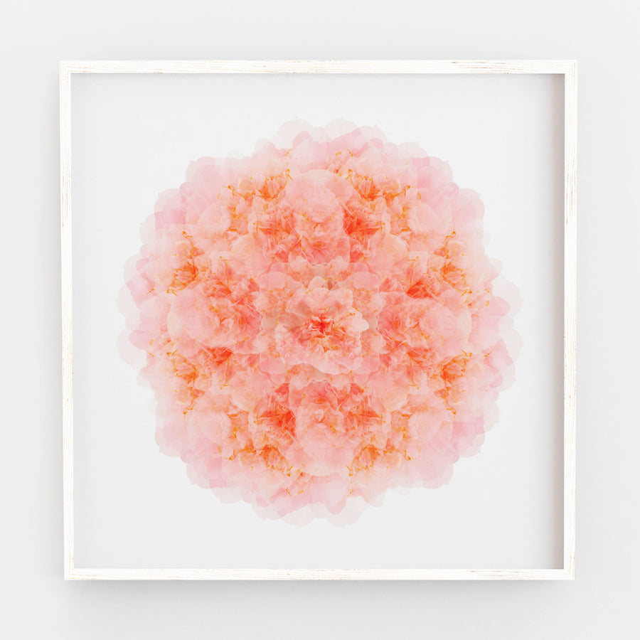 Pink Camellia Flower Mandala Pattern | Paper and Flower | Art Print