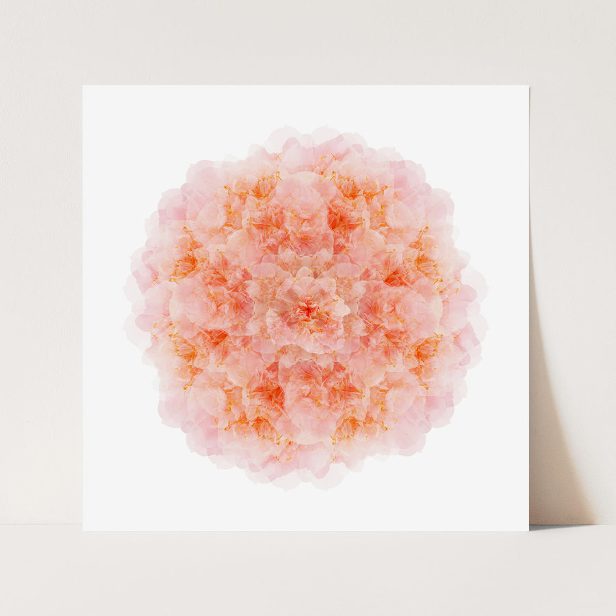 Pink Camellia Flower Mandala Pattern | Paper and Flower | Art Print