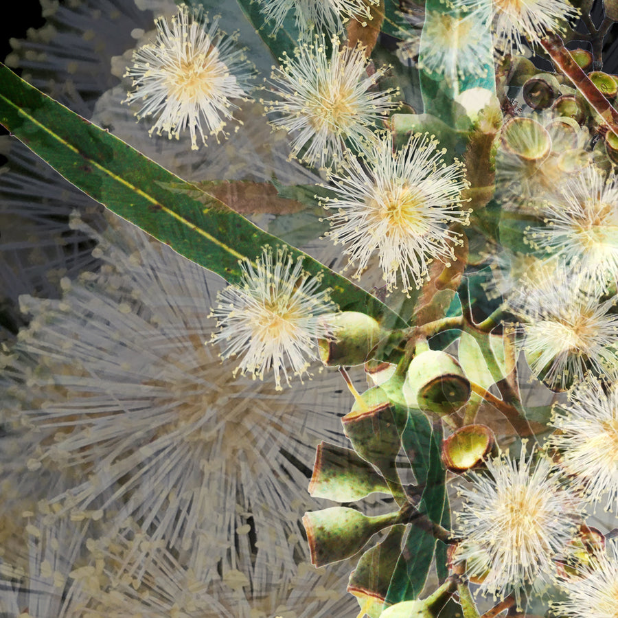 White Gumnut on Black Fine Art Print