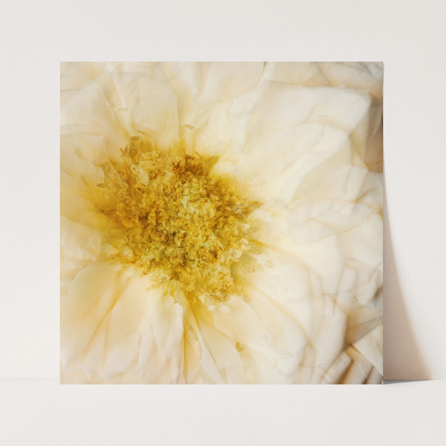 White Rose Flower Heart | Paper and Flower | Floral Art Print