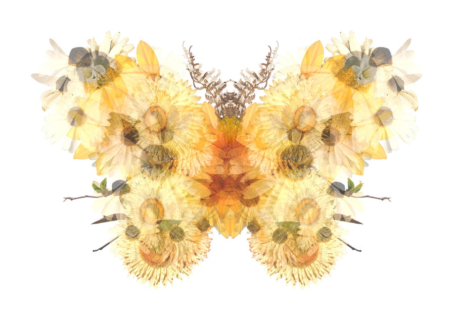 Yellow Floral Butterfly Fine Art Print