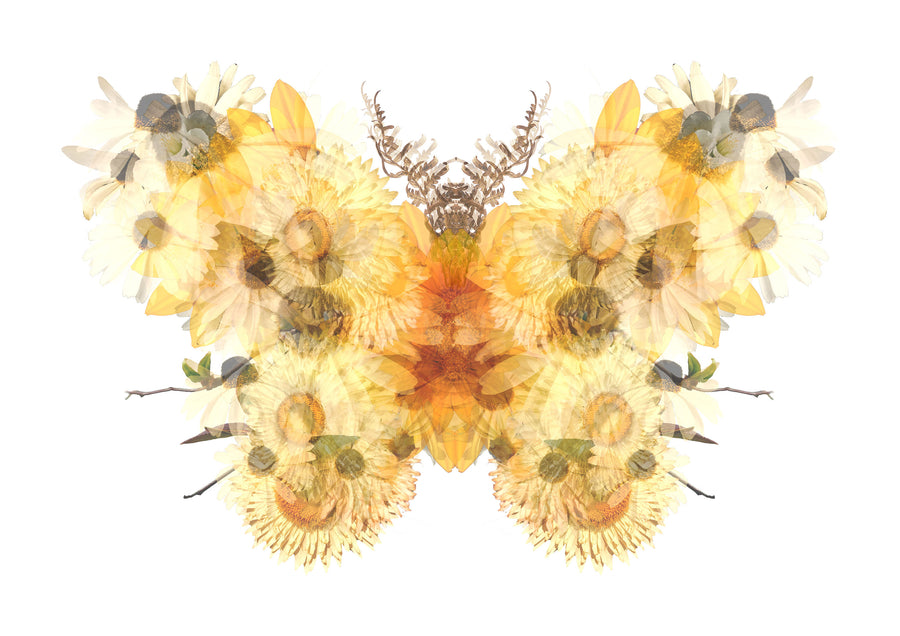 Yellow Floral Butterfly Fine Art Print