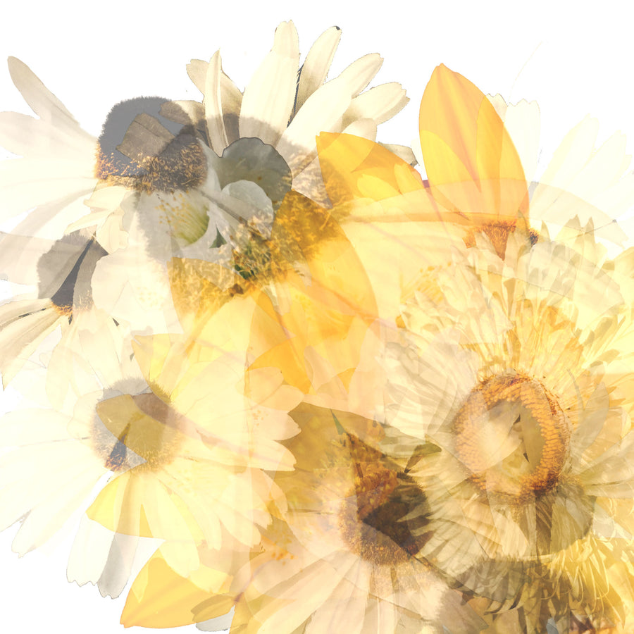 Yellow Floral Butterfly Fine Art Print