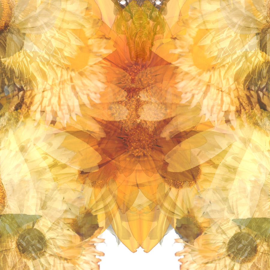 Yellow Floral Butterfly Fine Art Print