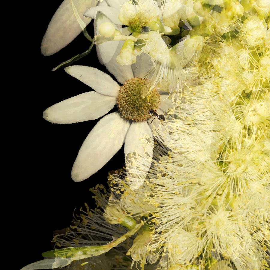 Yellow Grevillea on Black Fine Art Print