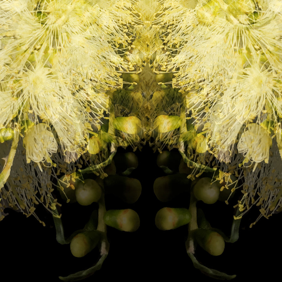 Yellow Grevillea on Black Fine Art Print